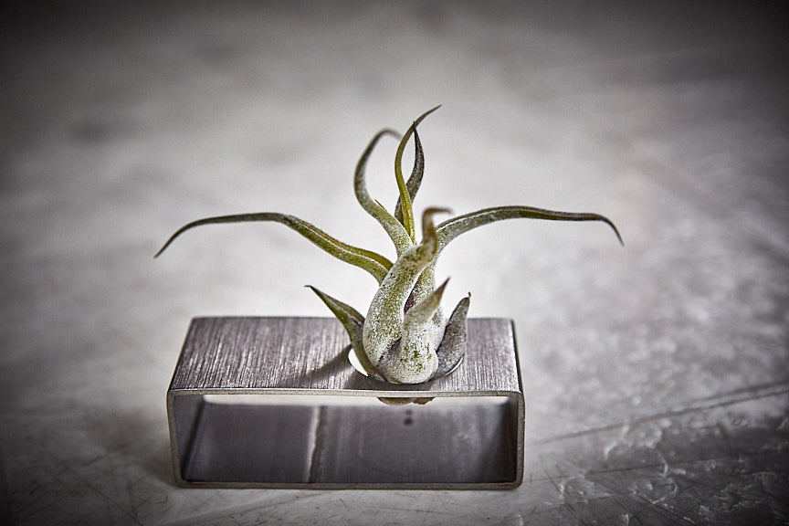 Support avec plante aérienne