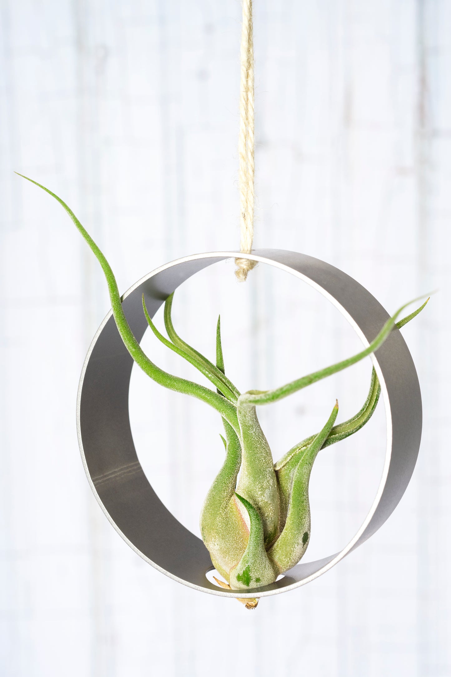 Suspension avec plante aérienne