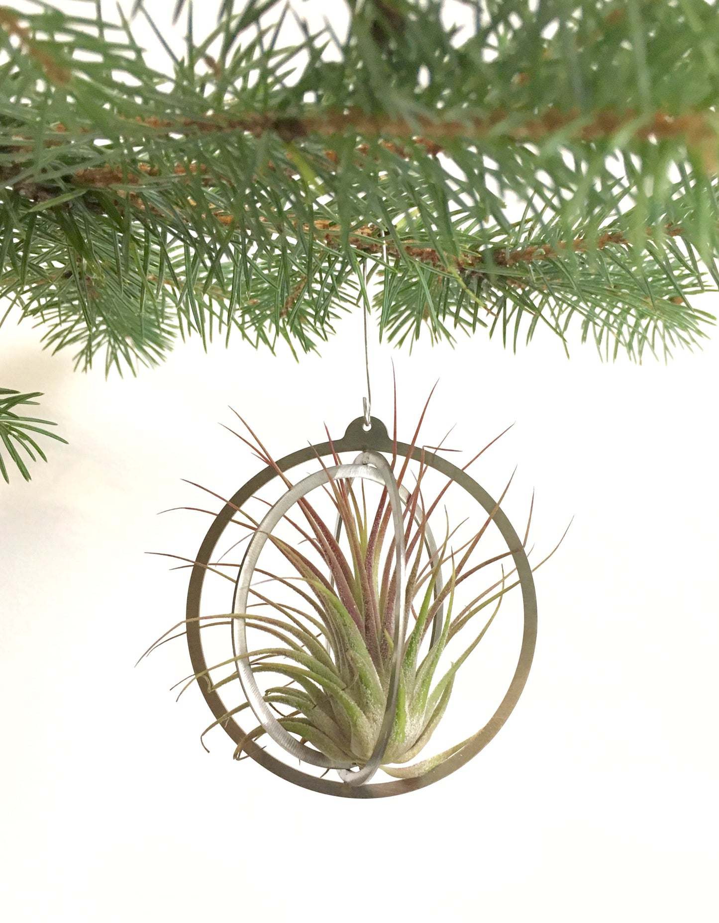 Boule de Noël vivante