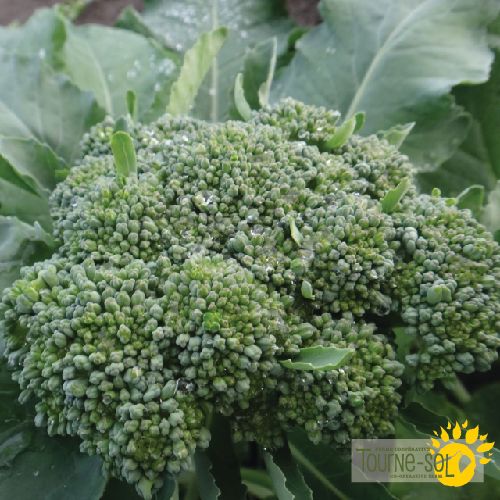 Brocoli De cicco