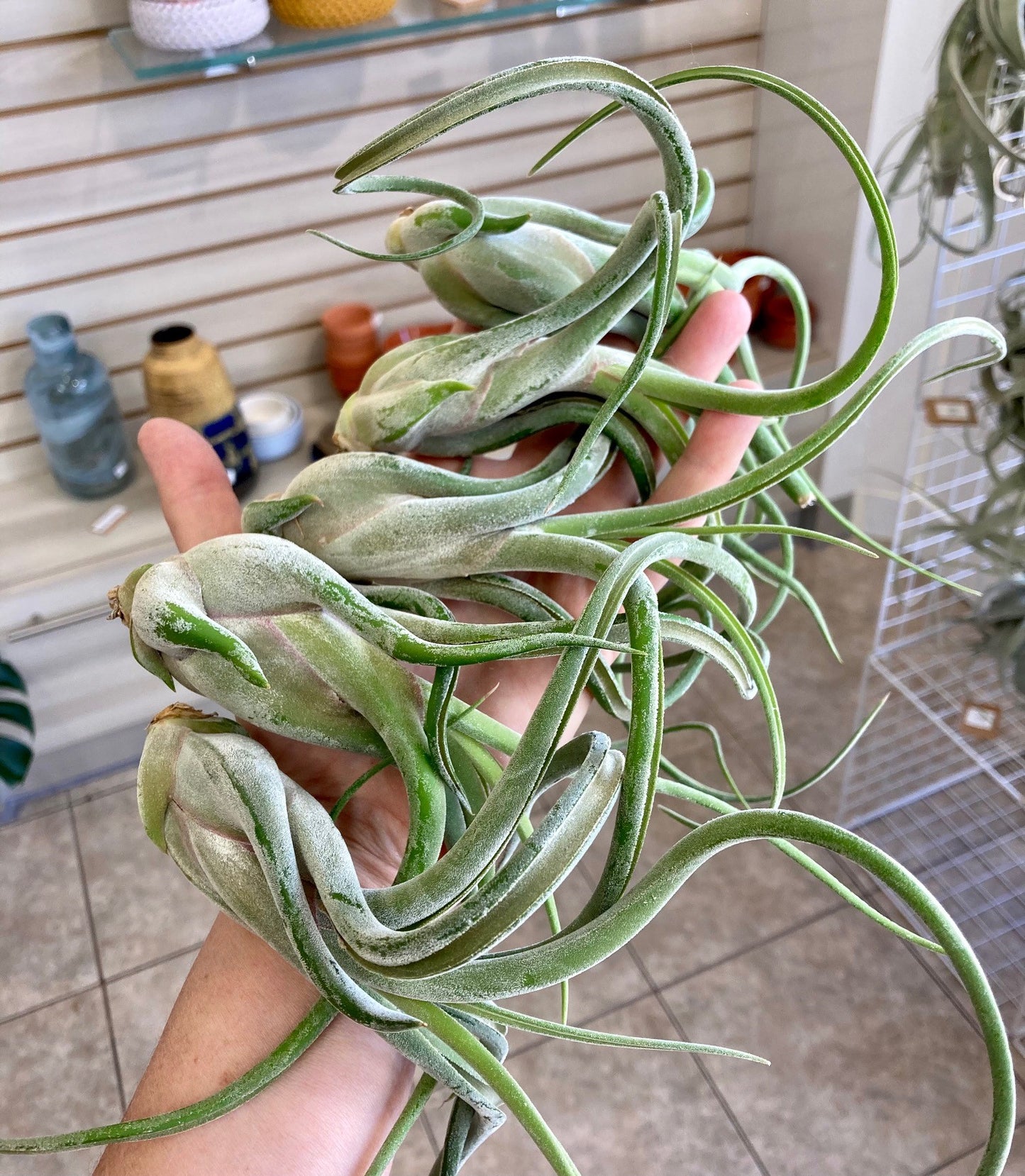 Tillandsia caput-medusa