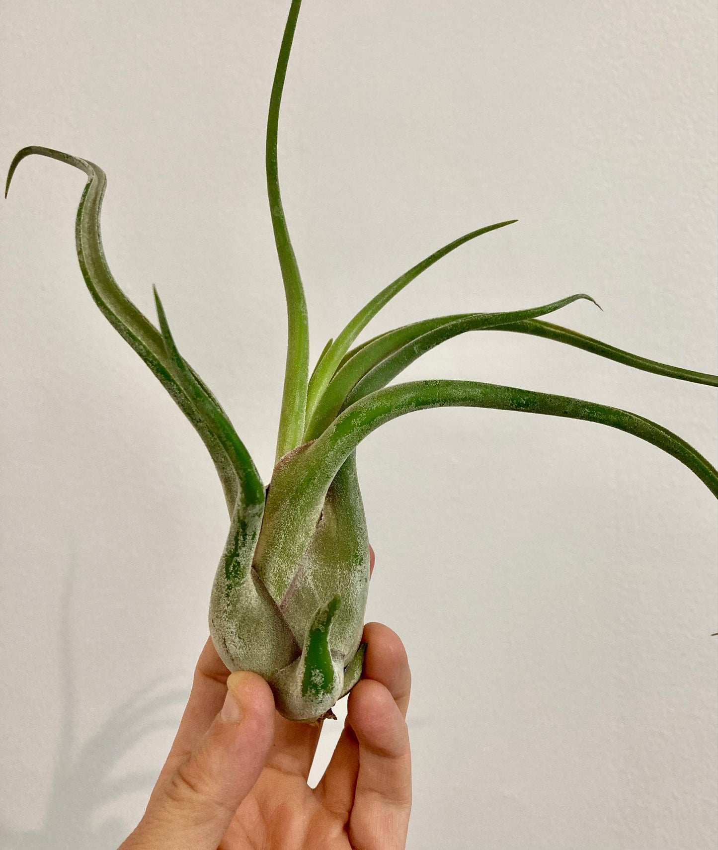 Tillandsia caput-medusa