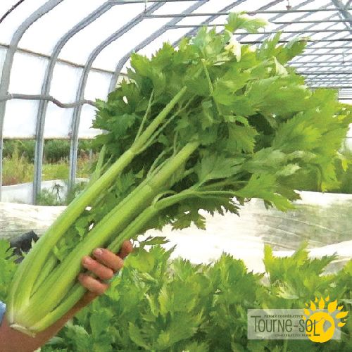 Céleri Ventura Utah