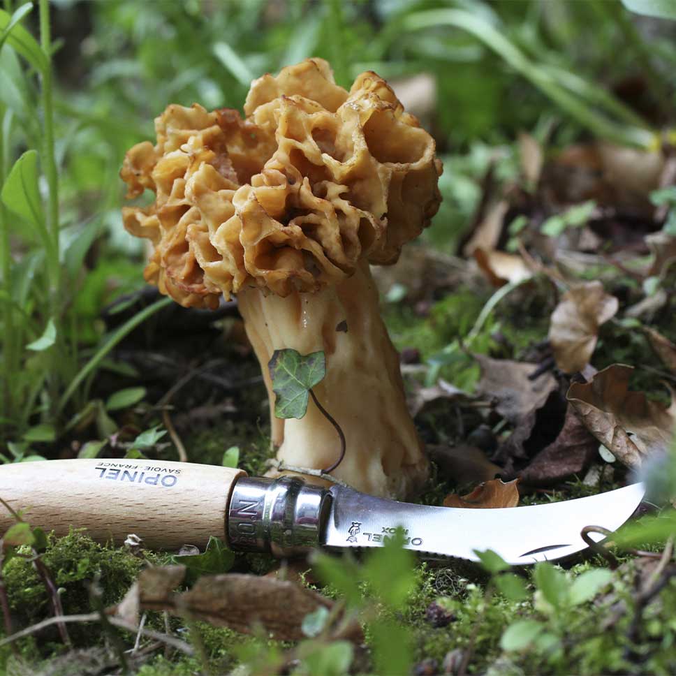 Joli couteau à champignons lame Damas avec brosse pour la cueillette