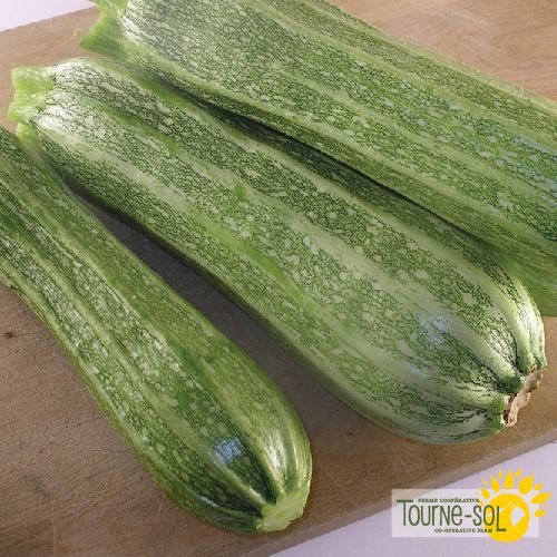 Courgette Costata romanesca