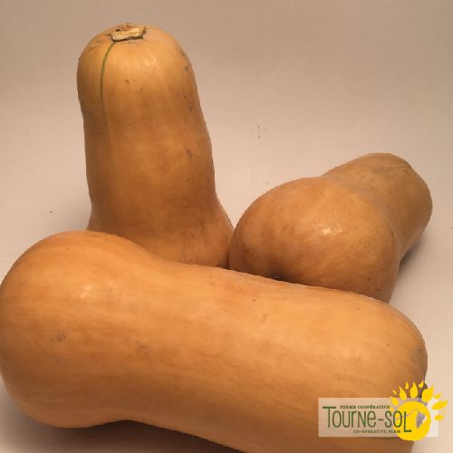 Courge musquée Waltham butternut
