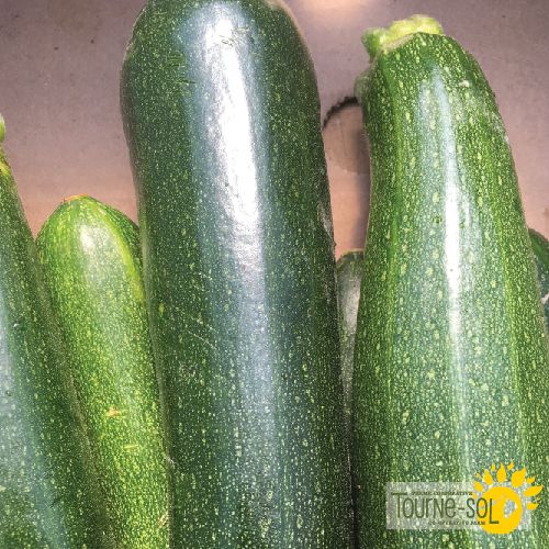 Courgette Dark green