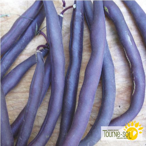 Haricot nain mauve Royal Burgundy