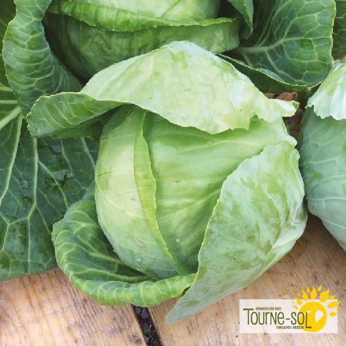 Chou vert Golden acre