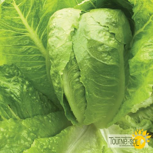 Laitue romaine verte Jericho
