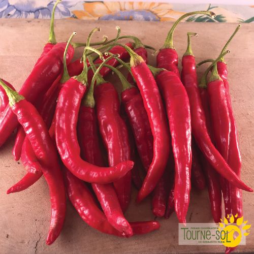 Piment fort Red rocket