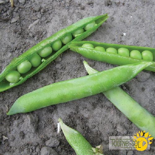 Pois à écosser