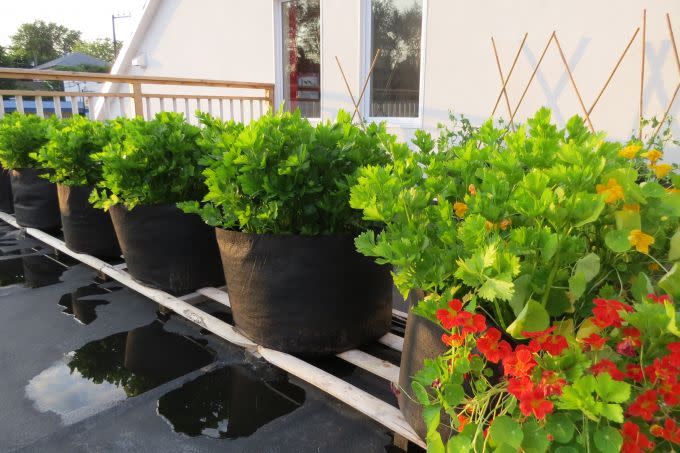 Smart pot
