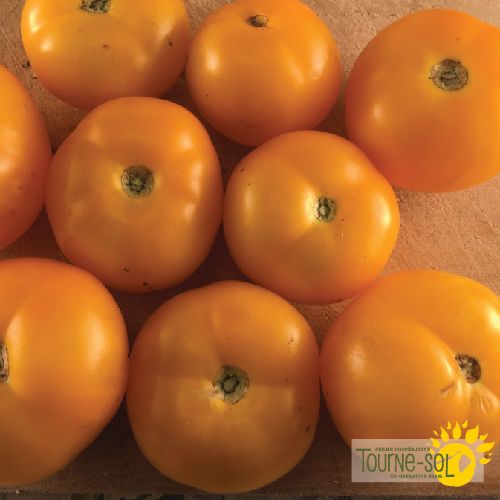 Tomate jaune Golden bison