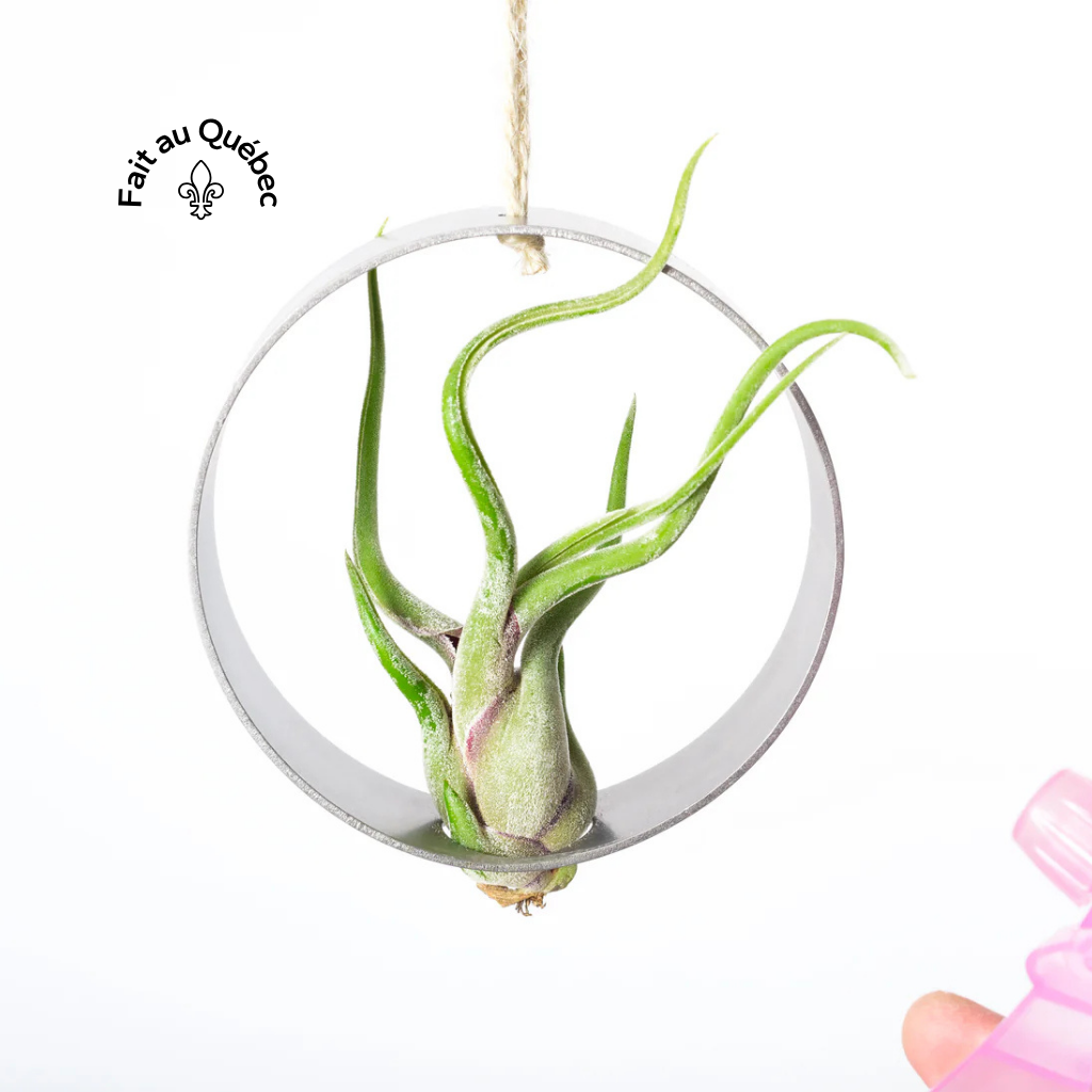 Suspension avec plante aérienne