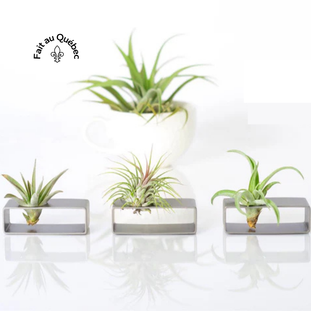 Support avec plante aérienne