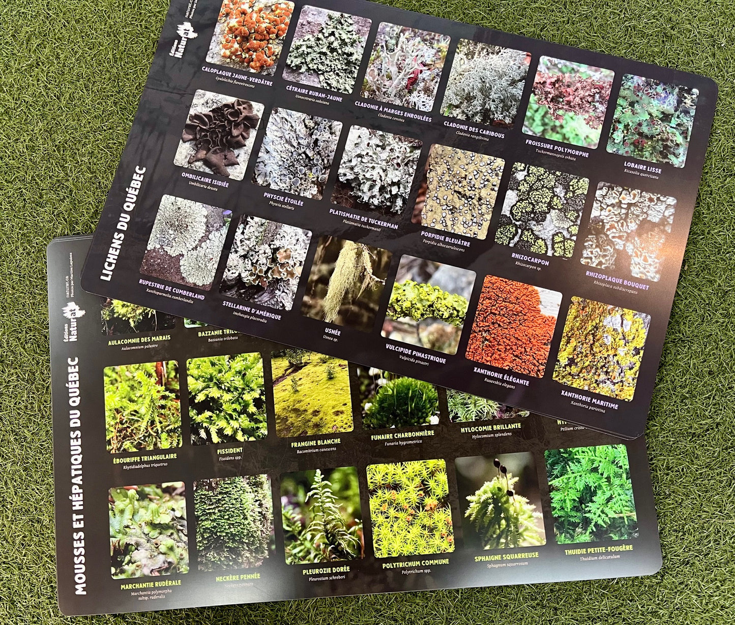 Affiche napperon éducative présentant des photos de lichens, mousses et hépatiques du Québec