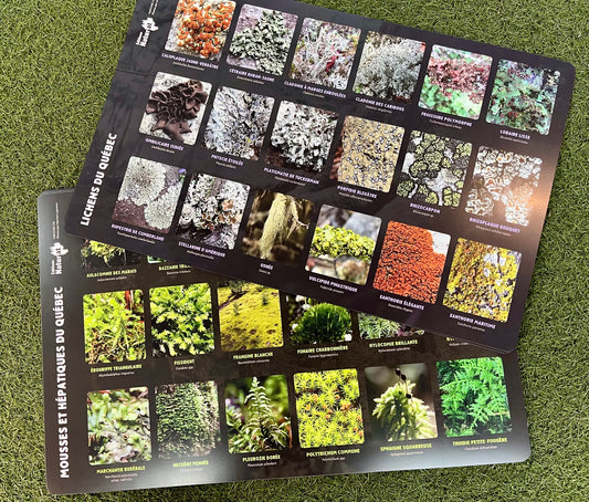 Affiche napperon éducative présentant des photos de lichens, mousses et hépatiques du Québec