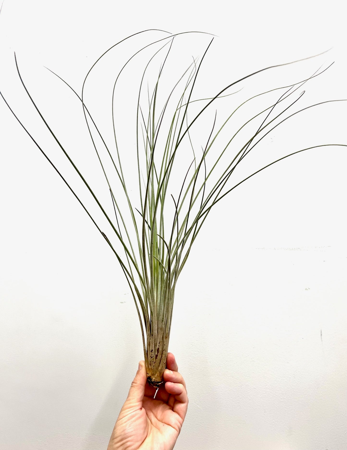 Tillandsia juncea