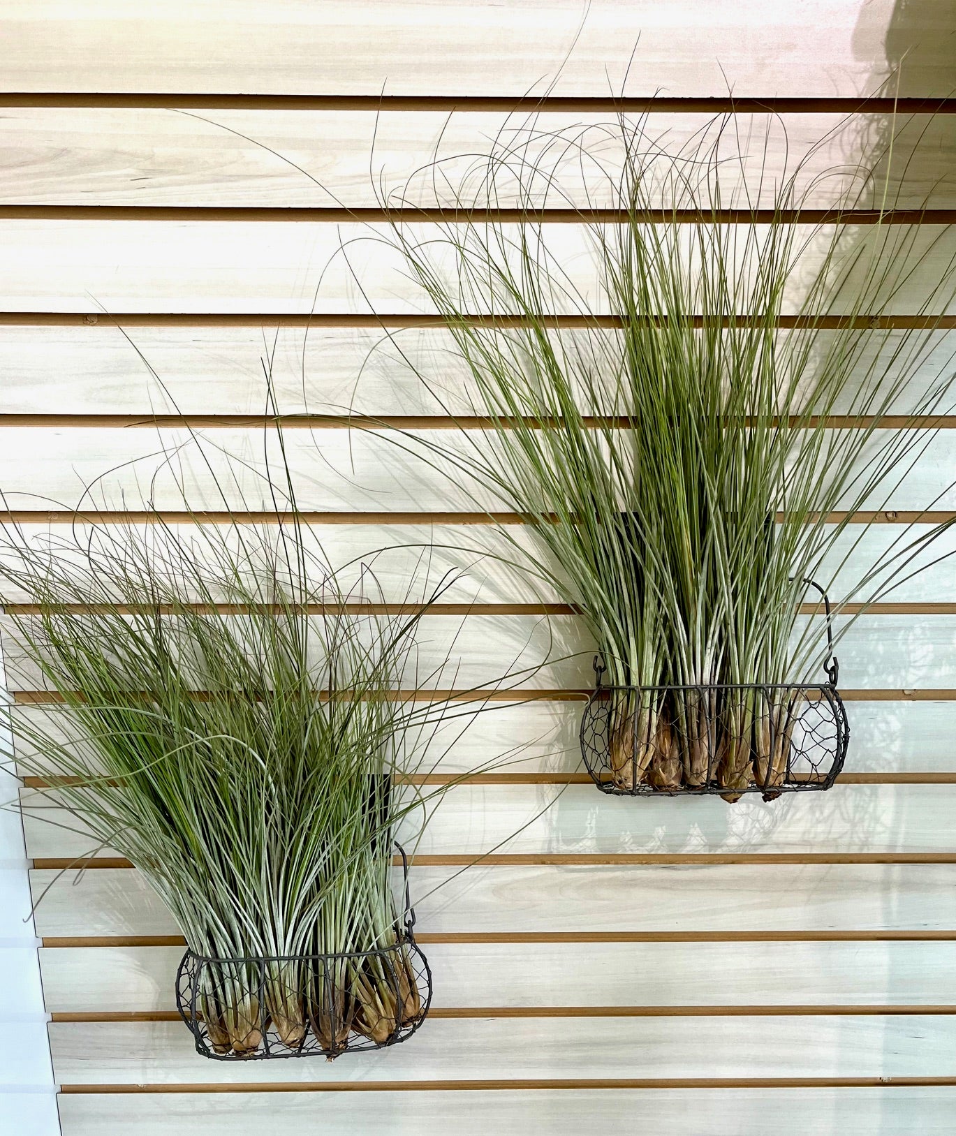 Tillandsia juncea
