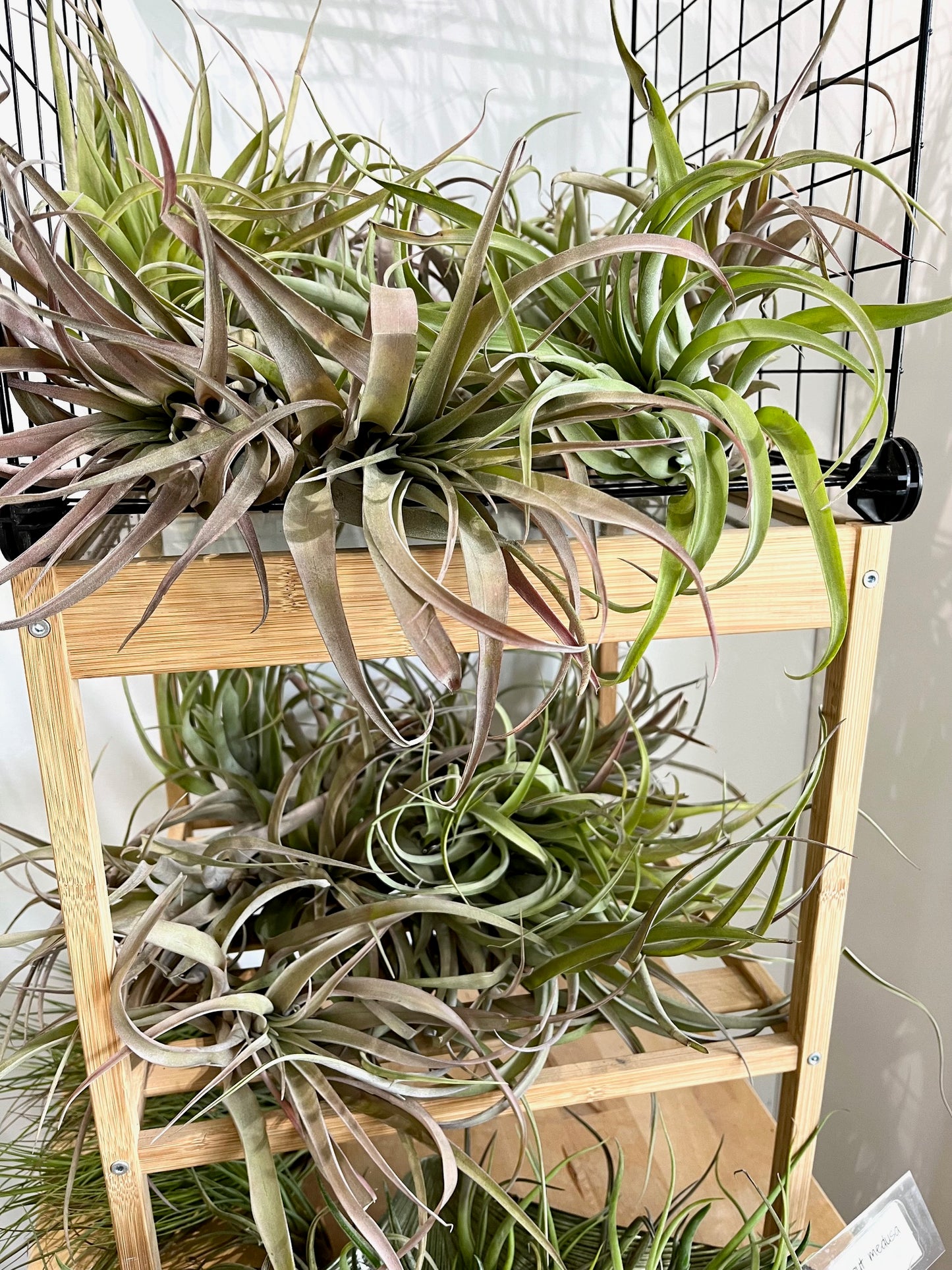 Tillandsia capitata