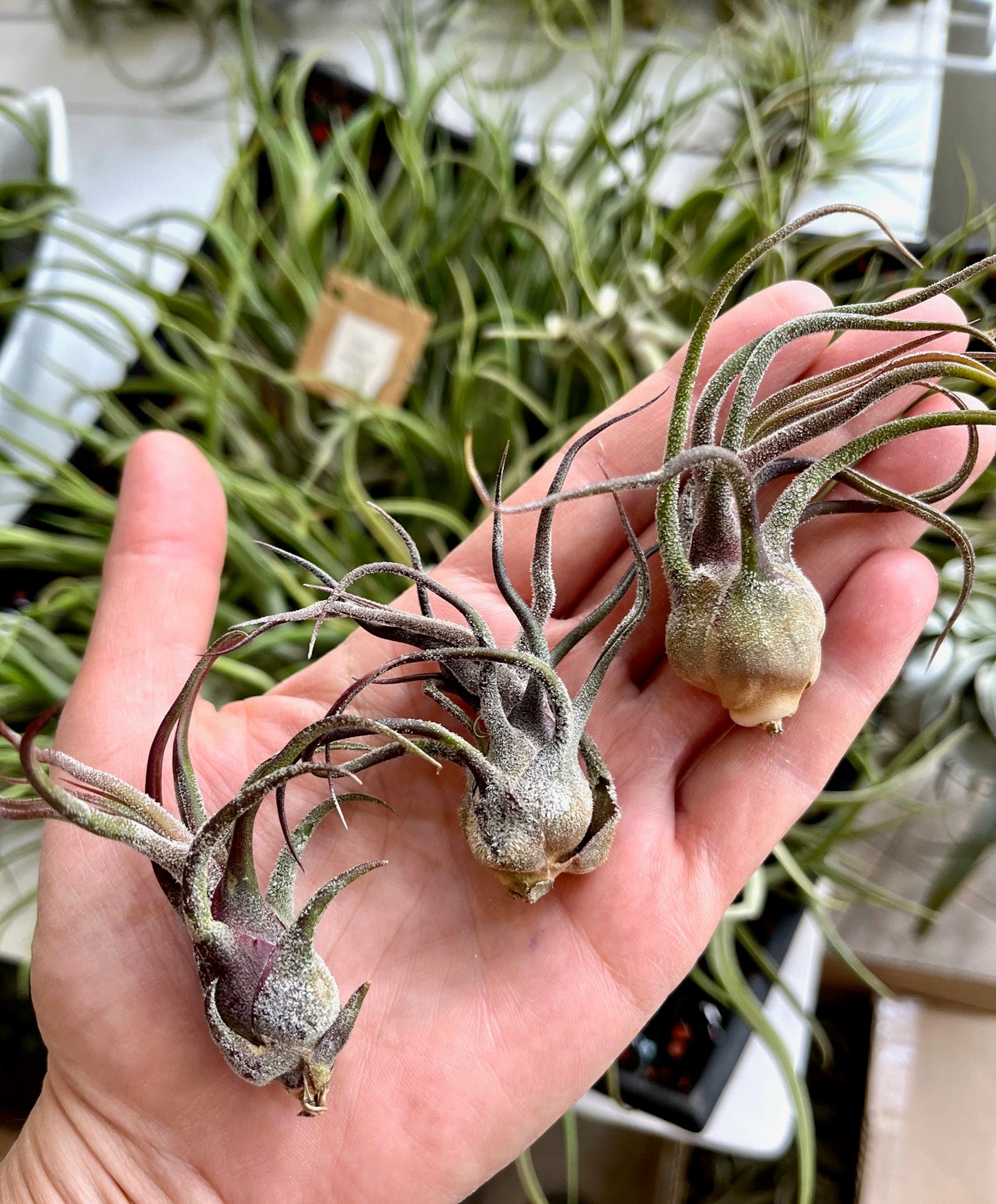 Tillandsia pruinosa
