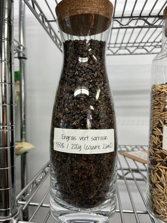 Engrais vert Sarrasin