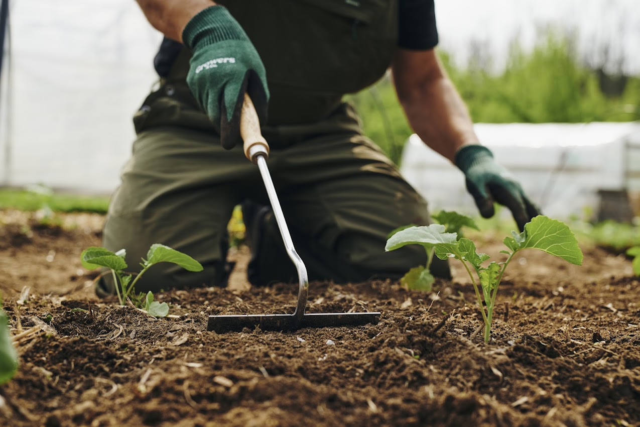 Jardinier utilisant le sarcloir à main en position accroupie dans un potager