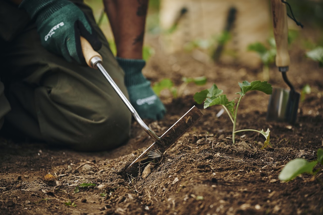 Main utilisant le sarcloir à main pour désherber au pied d'un plant