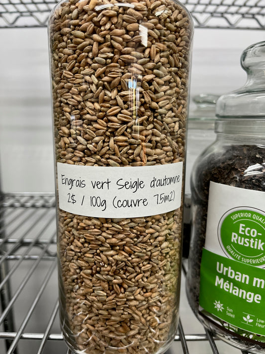 Portion de semences de seigle d'automne pour engrais vert dans un contenant
