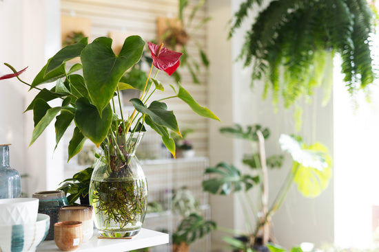Design vegetal