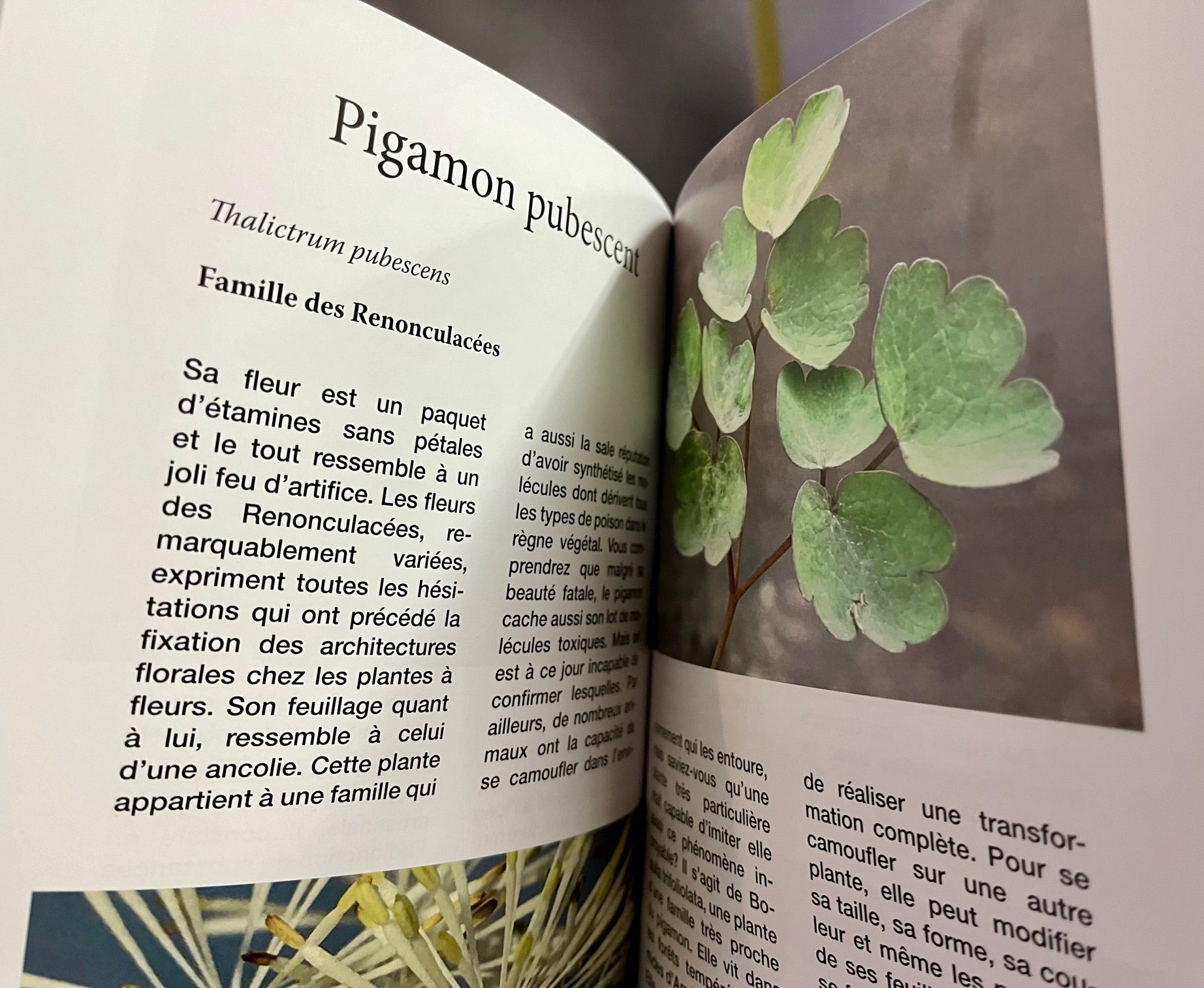Exemple de pages intérieures présentant les plantes abordées dans le livre