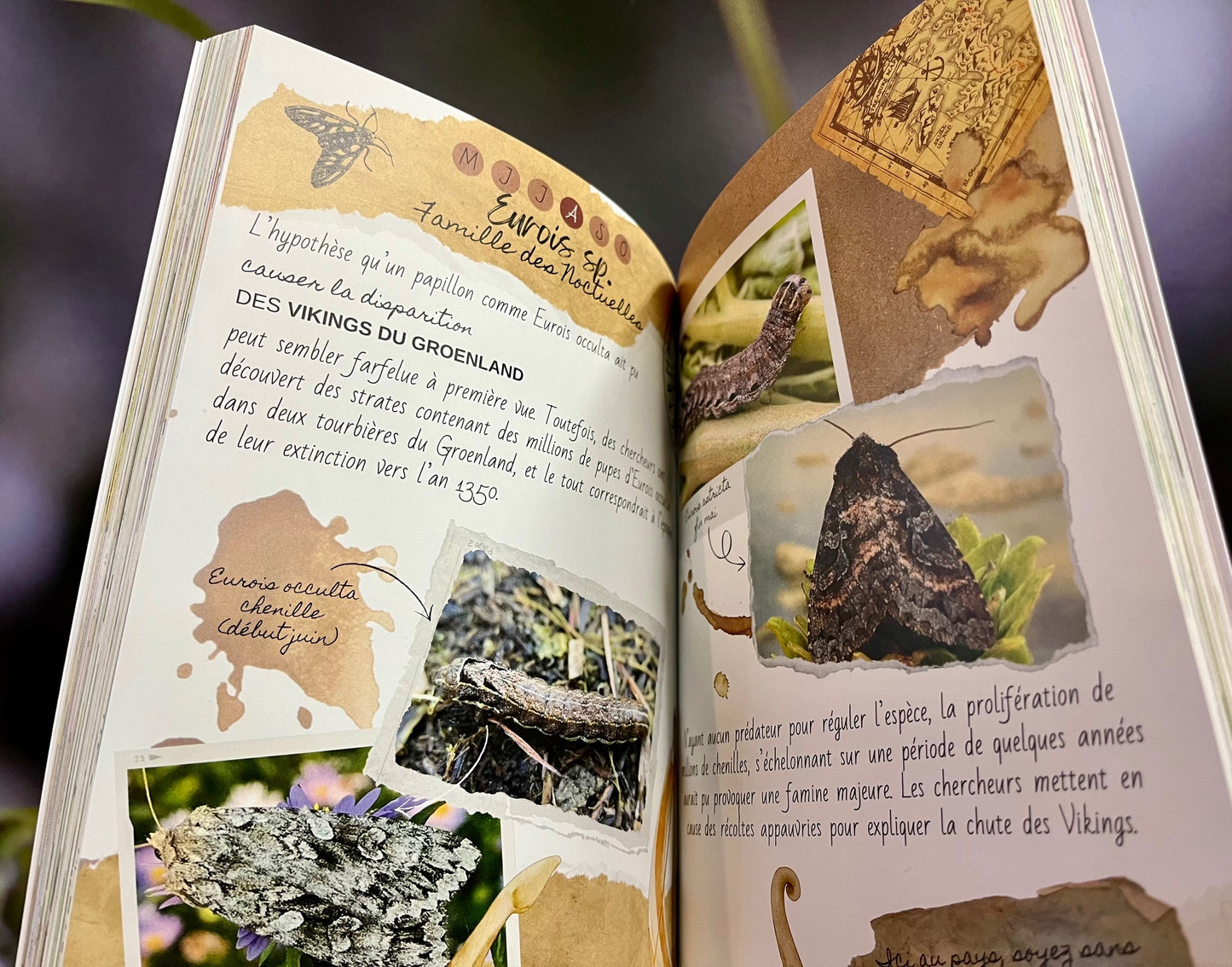 Exemple de pages illustrées avec des photographies d'insectes locaux