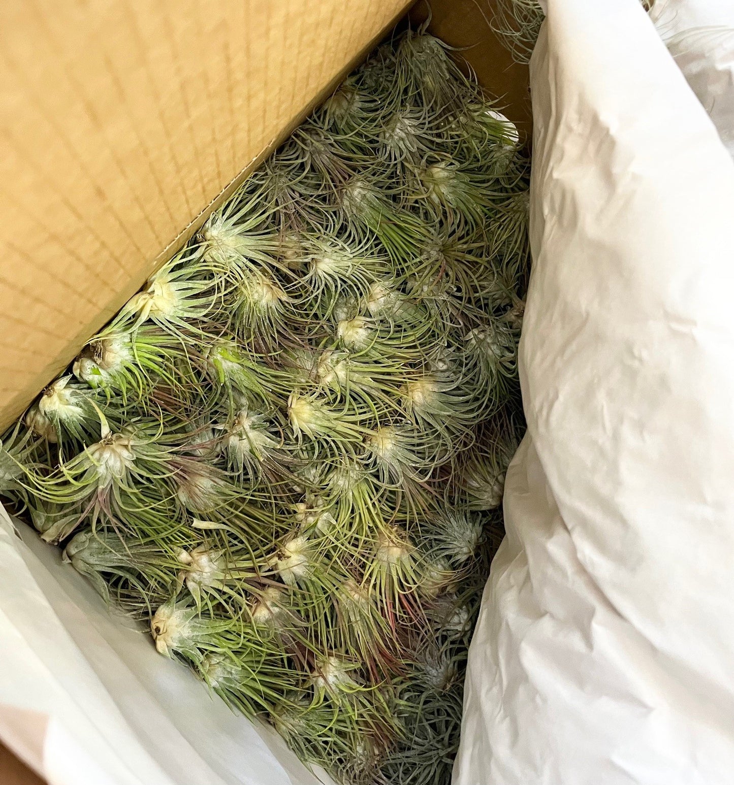 Boîte de transport en carton remplie de plusieurs plantes aériennes Tillandsia ionantha chez Vert Métal