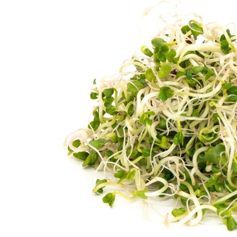 Brocoli - Semences à germer