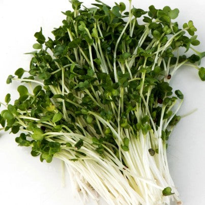 Brocoli - Semences à germer