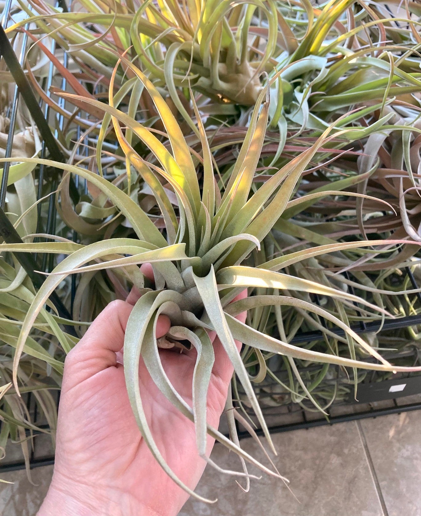 Tillandsia capitata