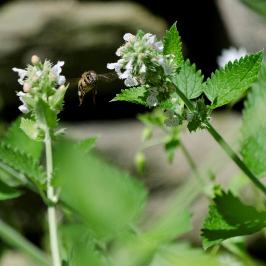 Cataire (herbe aux chats)