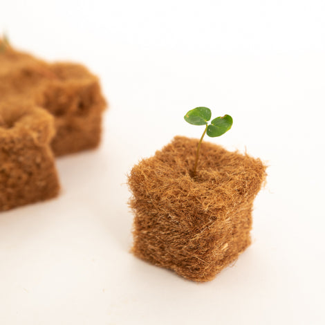 Jeune pousse de légume qui grandit dans un cube de culture individuel en fibre de chanvre