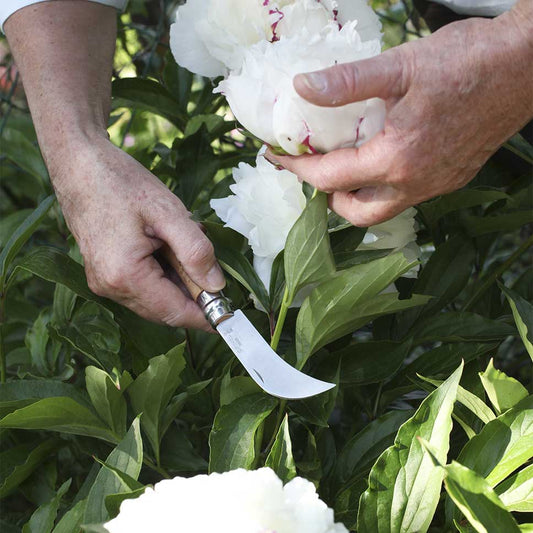 Utilisation de la serpette-greffoir Opinel pour couper une fleur de pivoine blanche avec précision