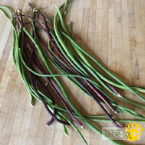 Mélange de Dolique asperge rouge et vert