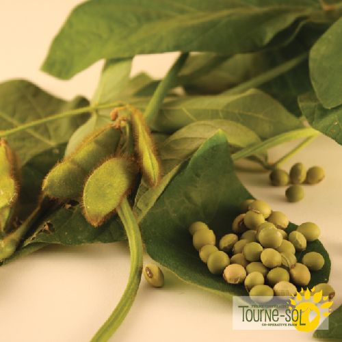Sachet de semences de fèves de soja Edamame Envy de la Ferme coopérative Tourne-Sol