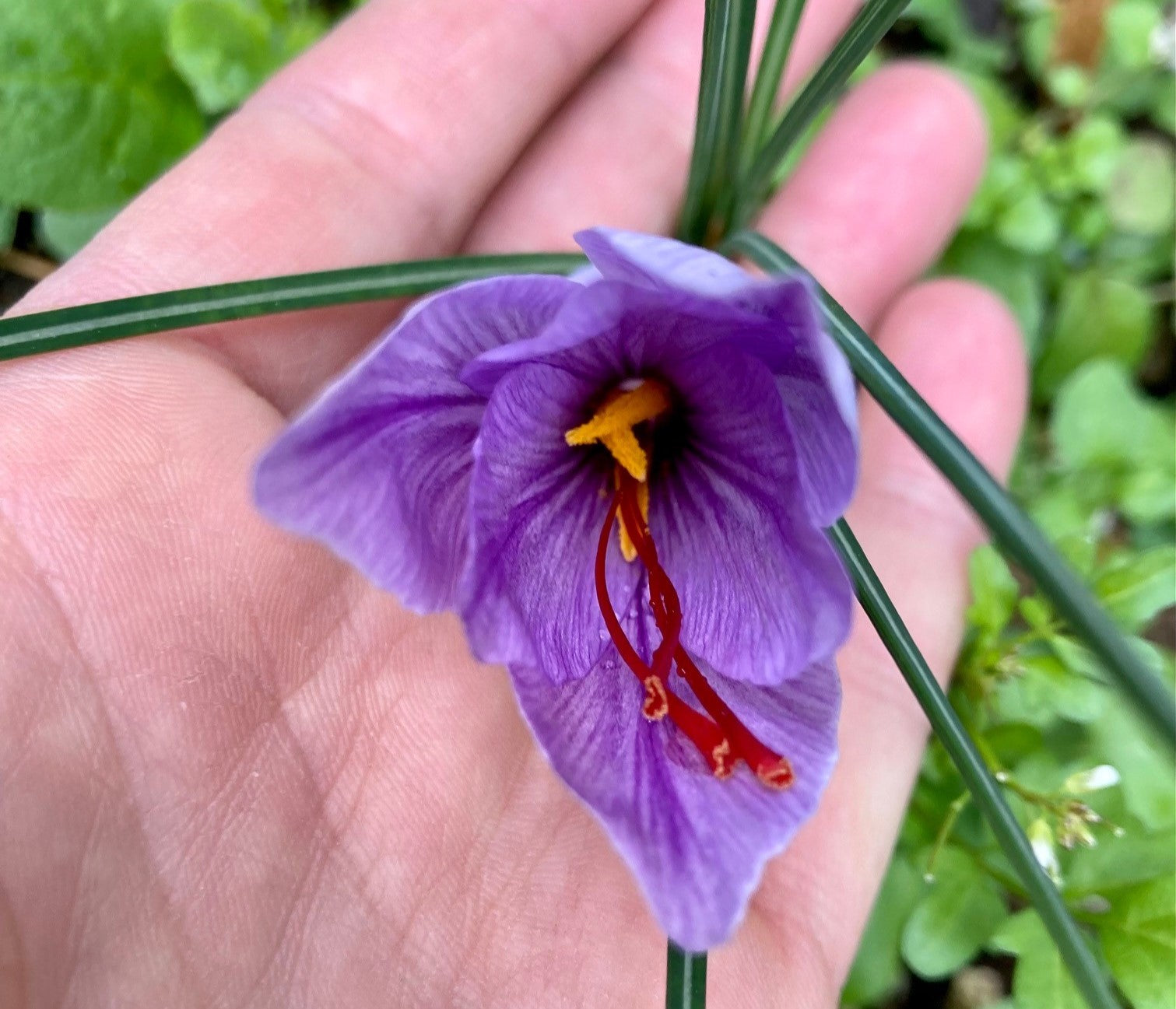 Magnifique fleur de safran mauve Crocus sativus en pleine floraison d'automne