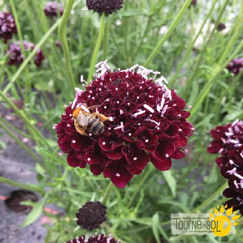 Gros plan sur les fleurs pourpre foncé de la Scabieuse Black Knight