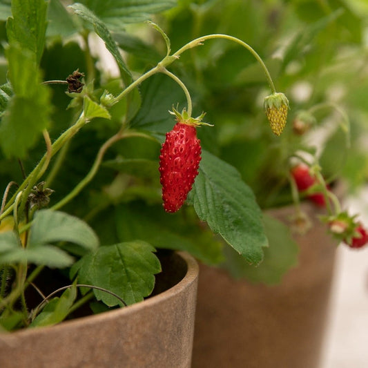 Fraisier alpin rouge