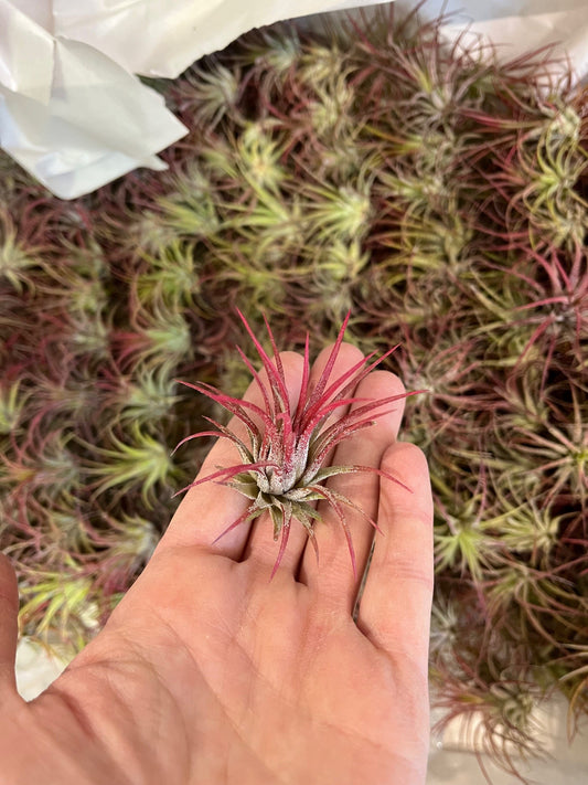 Tillandsia ionantha fuego