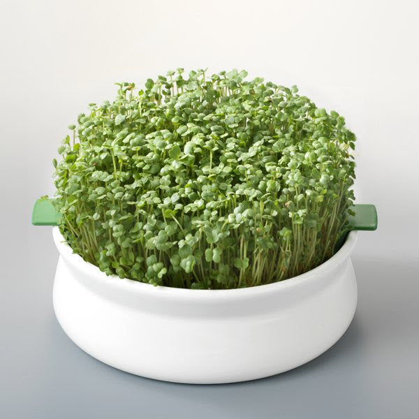 Fou des germinations