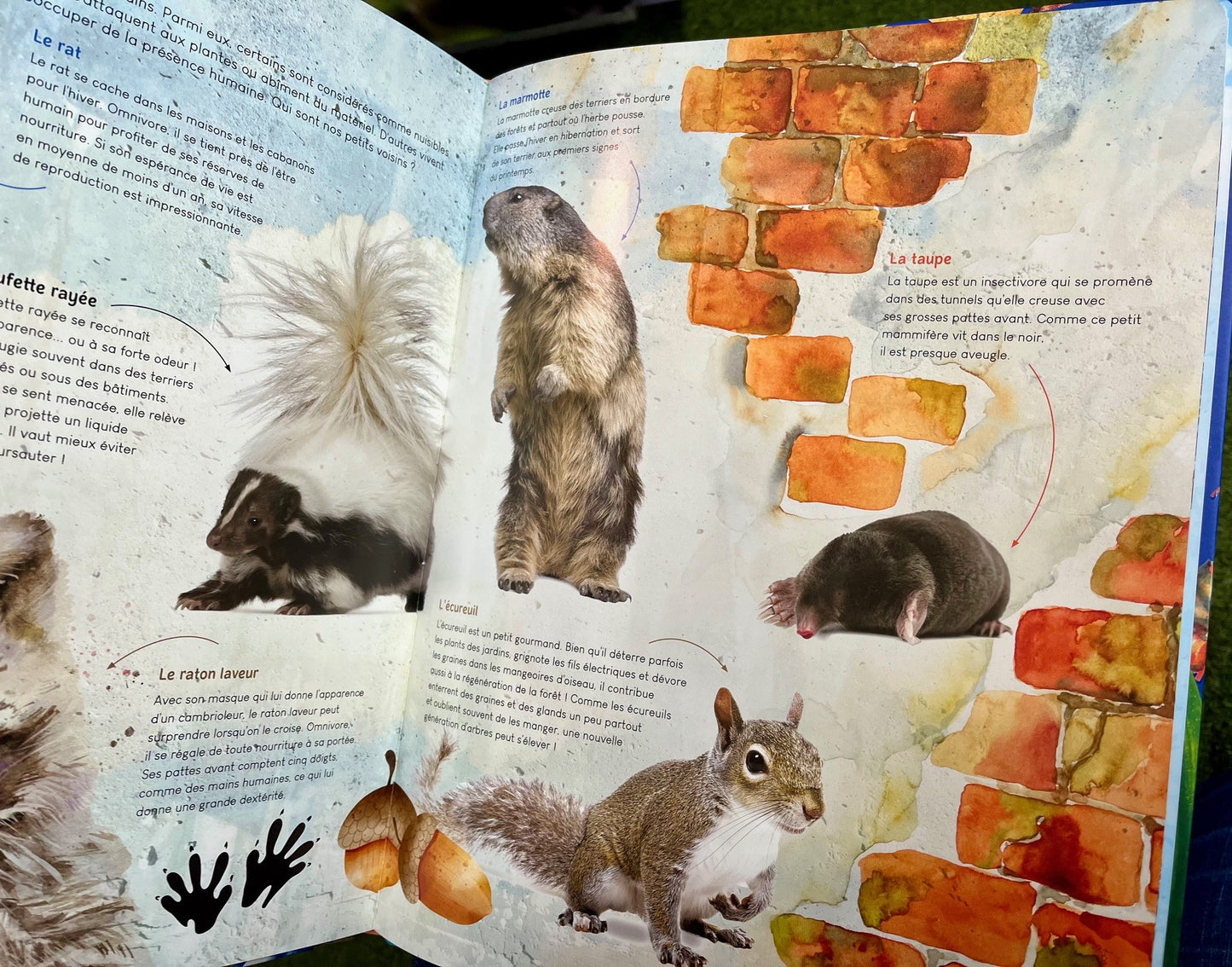 Exemple de pages illustrées présentant la faune et la flore du Québec dans le livre de Mathieu Fortin