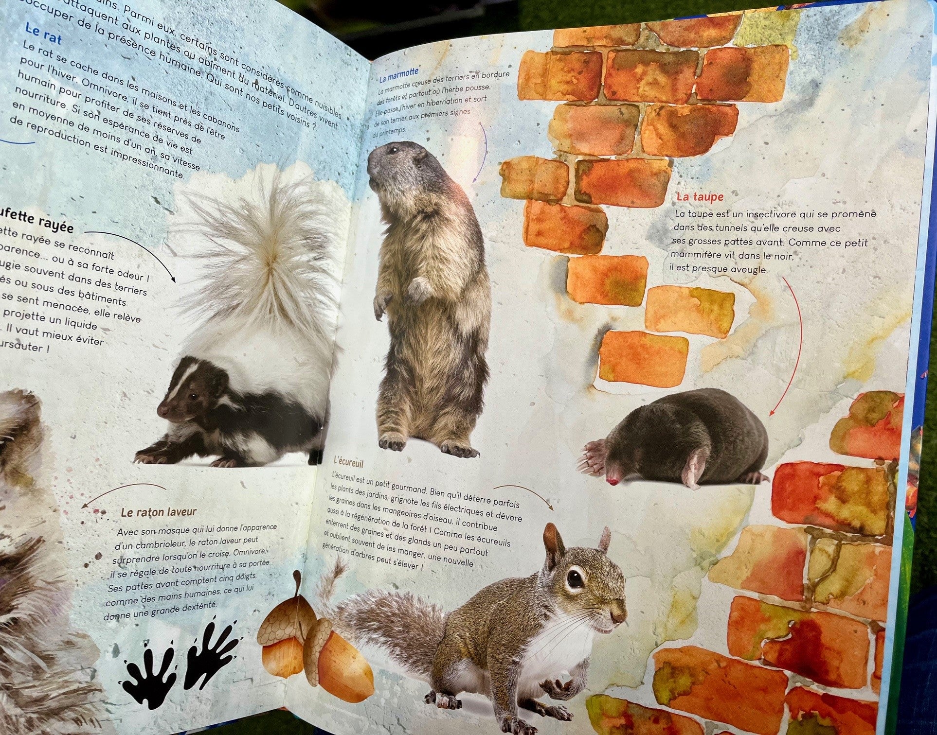 Exemple de pages illustrées présentant la faune et la flore du Québec dans le livre de Mathieu Fortin