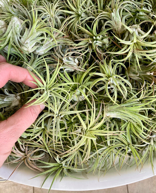 Tillandsia ionantha rubra